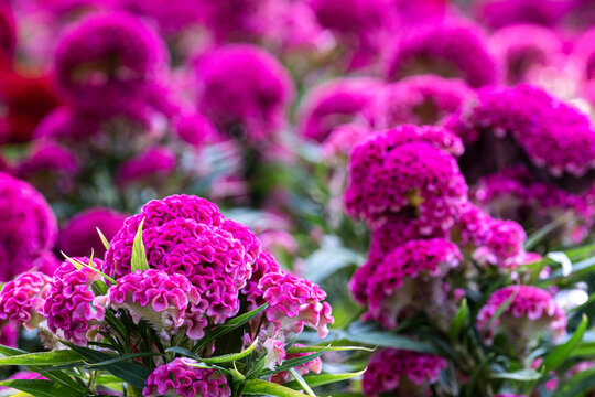 Pink cockscomb flowers bloom in the garden.