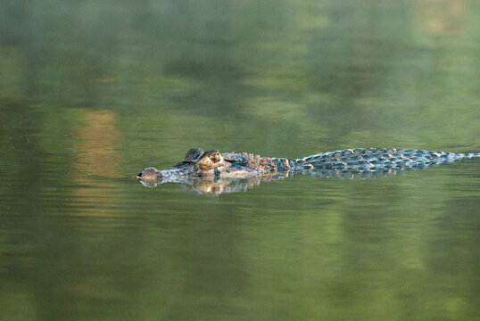 A Cayman floats in Sandoval Lake, amazon rainforest.