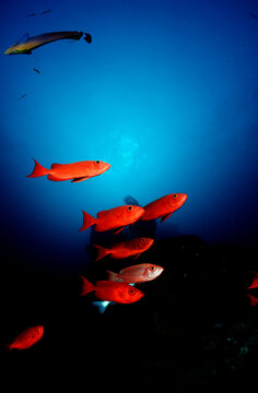 Schooling Crescent-tail bigeye, Priacanthus hamrur, Thailand, Indian Ocean, Phuket, Similan Islands, Andaman Sea