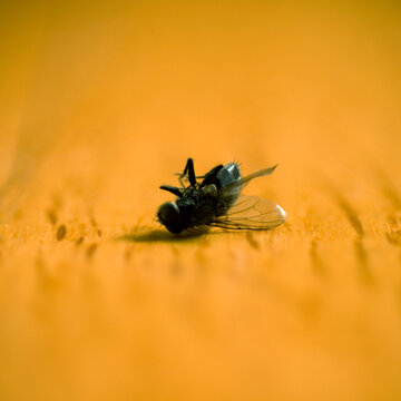 Dead fly upside down on wood floor.