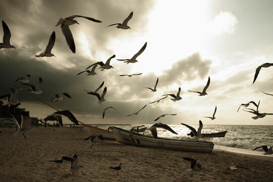 Many birds flying over some boats in Celestun, Yucatan, Mexico.