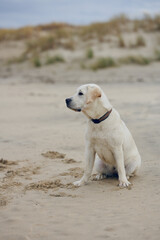 Blond young labrador retriever dog sitting on the beach looking to the side
