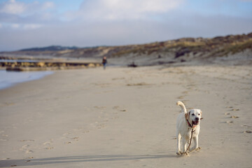 Blond labrador retriever dog running towards the camera on an empty beach with a piece of wood
