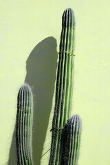 cactus shadows aesthetic background