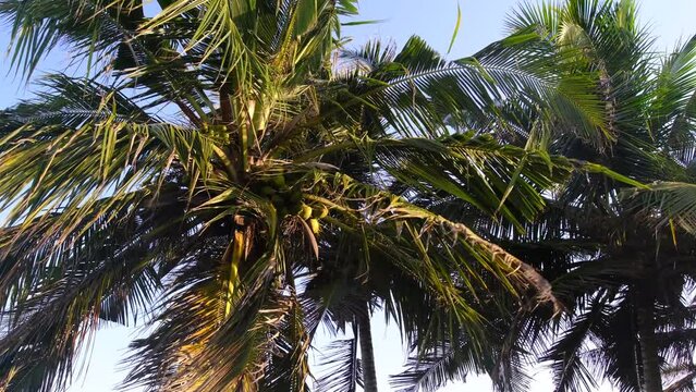 Palm trees swaying in the wind with coconuts along the coast of Africa in Ghana.