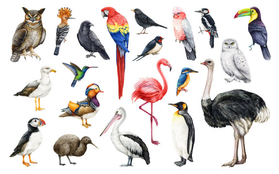 Hand drawn bird big set. Watercolor illustration. Different birds realistic image elements. Ostrich, flamingo, penguin, pelican, parrot, toucan, owl, hummingbird collection. White background