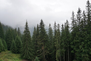 forest in the morning