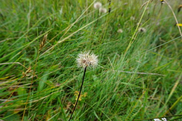 dandelion in grass