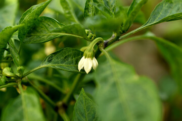 White flower on a pepper bush.