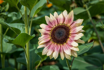 A Strawberry blonde sunflower showing its pink and rose hues with lemon yellow petals surrounded by lush green leaves and stems.