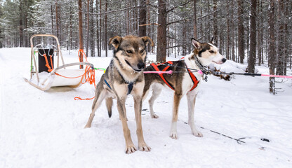 Sled dogs in the snow.
