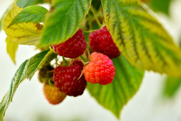 Branch with fruits of red ripe raspberries.