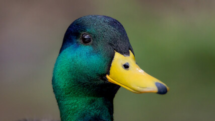 Mallard, Male