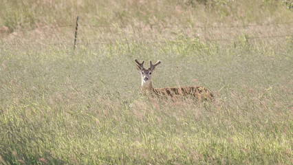 Spring Buck