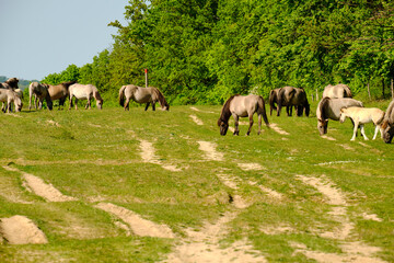 Koniks als Landschaftpfleger im Naturschutzgebiet Tote Täler auf dem Rödel bei Balgstädt und Großwilsdorf, Naturpark Saale-Unstrut-Triasland, Burgenlandkreis, Sachsen-Anhalt, Deutschland © dina