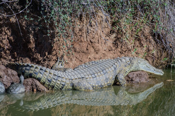 Watering place, where you can observe crocodiles and turtles in South Africa.