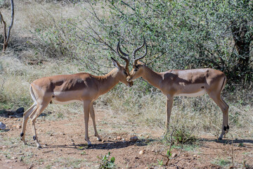 Naklejka na ściany i meble African impalas near Kruger National Park.