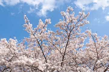 晴天に桜
