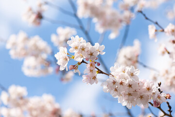 桜花１０
