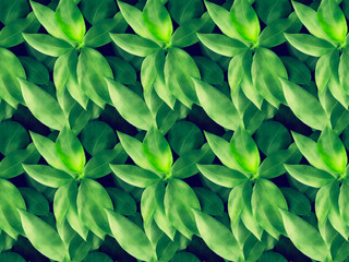 plants, leaf, background sameless pattern
