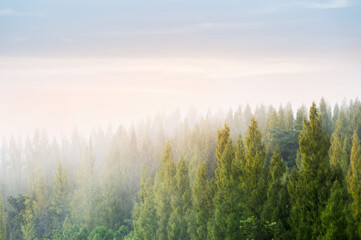 Beautiful winter landscape in the mountains. Sunrise. forested mountain slope in low lying cloud with the evergreen conifers shrouded in mist in a scenic landscape view