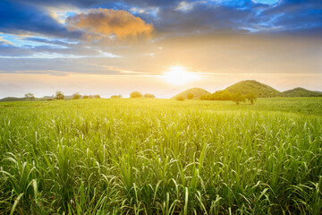 Sugarcane field at sunset. sugarcane is a grass of poaceae family. it taste sweet and good for...
