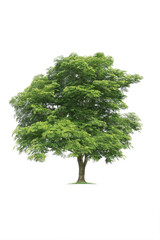 Isolated trees on white background.  tropical tree in the northeast of Thailand, used for design, advertising and architecture