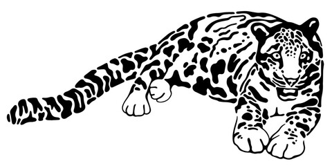 clouded leopard vector illustration black and white	