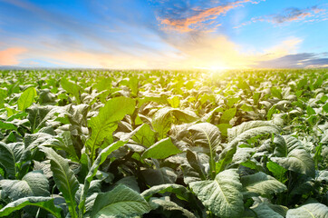 The tobacco field in the sunset time. tobacco plantation with deep green leaves and shot early morning before harvest started