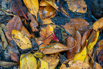 Closeup of autumn coloured mangrove leaves washed up on the seashore. Coochiemudlo Island, Queensland, Australia 