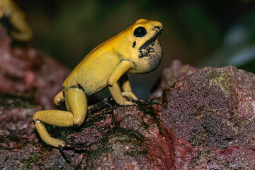 yellow poison dart frog croaking