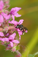 Closeup of the gorgeous, colorful cleptoparasite solitary bee, Epeoloides coecutiens drinking nectar from a purple loosestrife flower