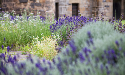 Edible and Medicinal garden with blooming lavender - old style sandstone architecture in the background.