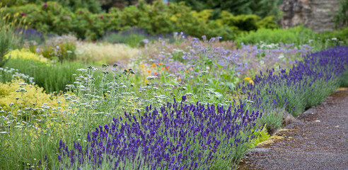 Edible and Medicinal garden with blooming lavender - old style sandstone architecture in the background.