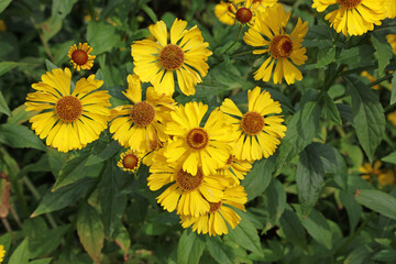 Bed of sneezeweed, Derbyshire England
