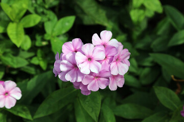 Closeup of a pink Garden Phlox bloom, Derbyshire England

