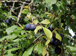 Closeup of ripe Sloe berries, Derbyshire England
