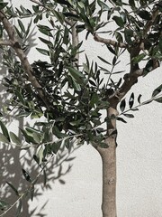 Olive tree in pot on neutral beige wall with sunlight shadows. Aesthetic summer vacation travel concept