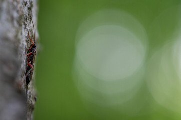 small tiny hymenopterous insect the saber wasp sitting on hornbeam trunk with blurred green background in the middle of the forest czech republic