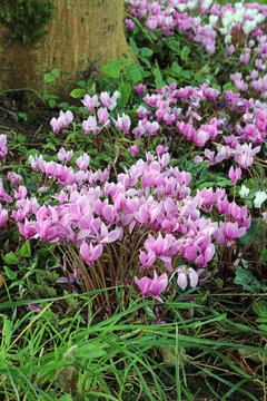 Patch of Ivy-leaved Cyclamen growing beneath a tree, Derbyshire England
