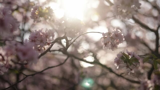 Slow motion closeup of sakura cherry blossom in spring