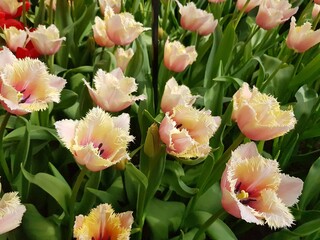 Bunch of red and white tulips