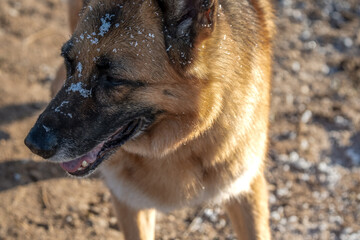 close-up of a beautiful alsatian german shepherd bitch with ice scattered across her head