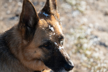 close-up of a beautiful alsatian german shepherd bitch with ice scattered across her head