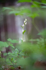 orchid Cephalanthera damasonium, the white helleborine captured in a deciduous deciduous forest in the Czech Republic