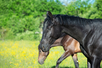 Fototapeta premium portrait of young sportive mares walking at freedom in pasture. close up. herd life