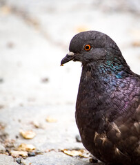 pigeon on the beach