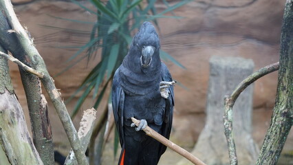 Red-tailedBlackCockatoo|Calyptorhynchus banksii|红尾黑凤头鹦鹉