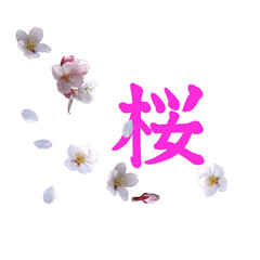 Cherry blossom flowers with Japanese calligraphy,  Sakura