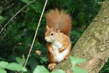 Red squirrel on a tree trunk in forest